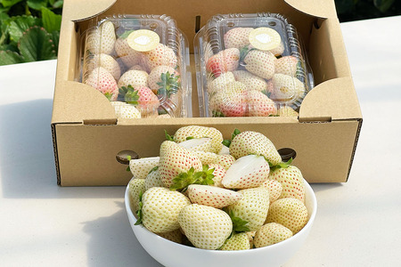 [先行予約] 日光産 白いちご「ミルキーベリー」約300g×2パック 計約600g 【2027年1月中旬から順次発送】 [0969]