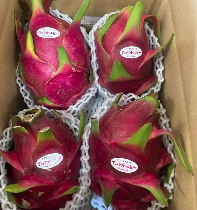 宮平農園のドラゴンフルーツ 2kg(レッド)   