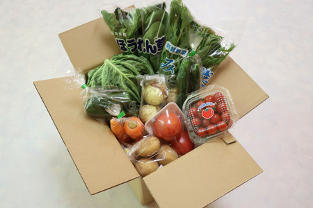 AJ434 【5回定期便】【1～5月限定出荷】こむたの旬の野菜 (8～10品目) おまかせMセット