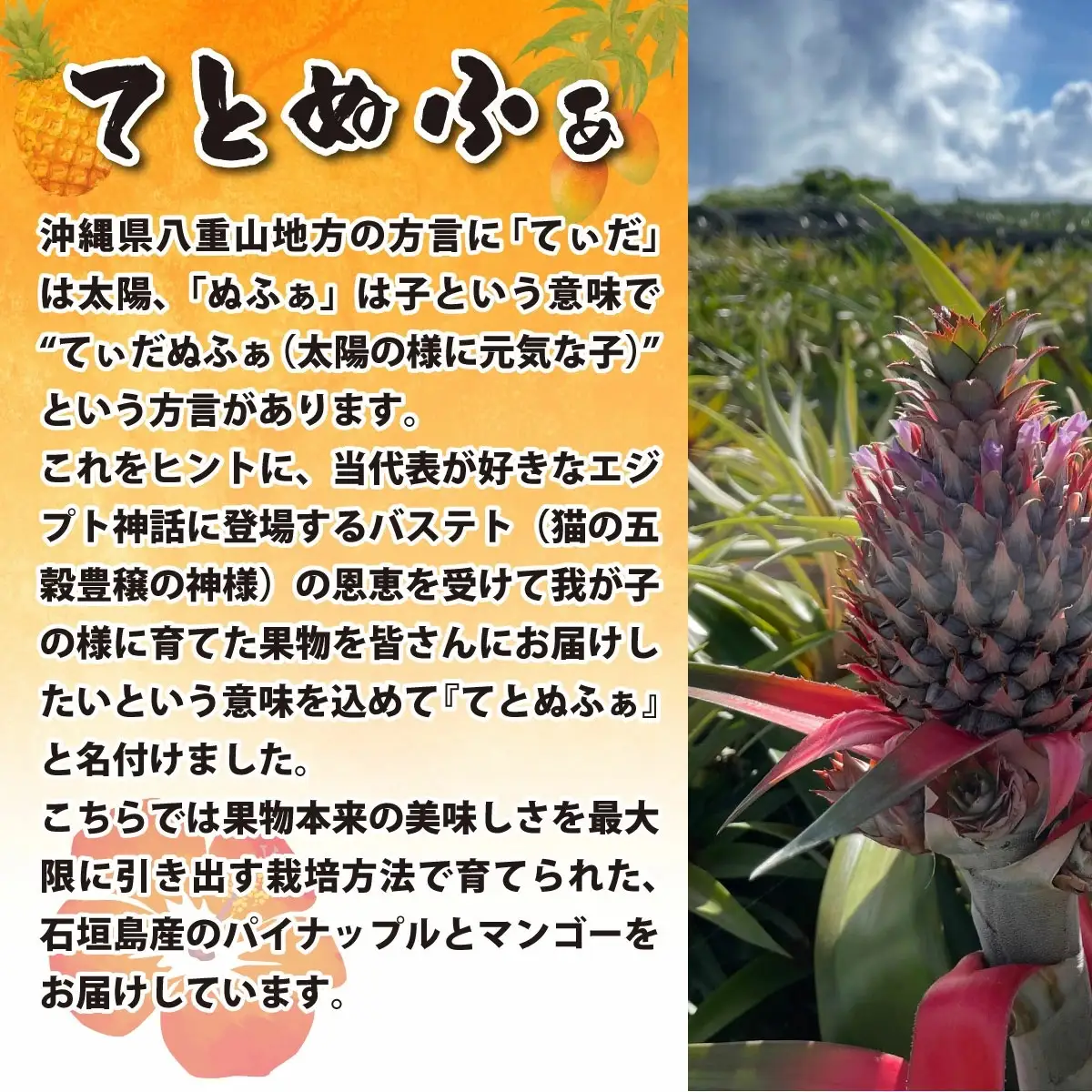 【先行予約】南風香 サンドルチェ 2玉 約1.7kg 