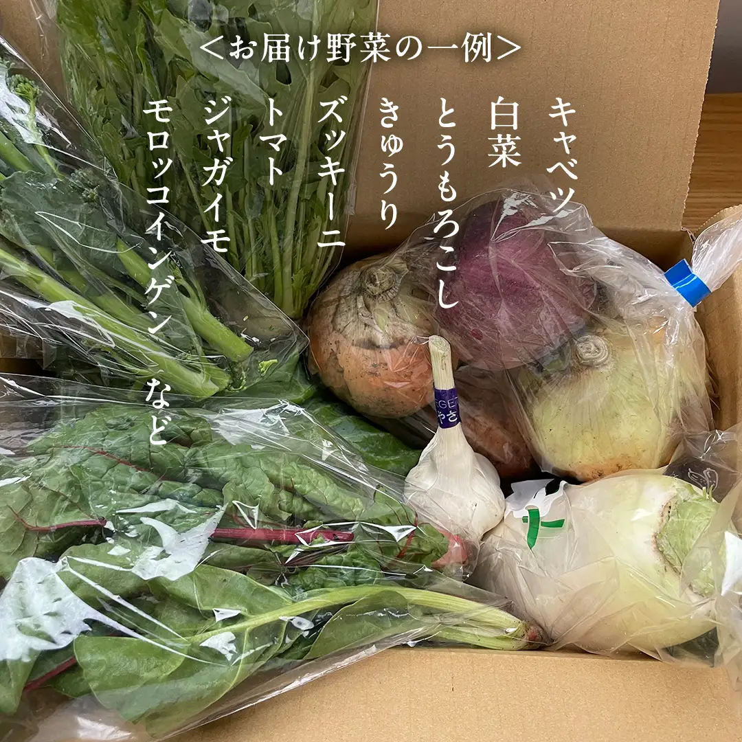 本日のおまかせ 高原野菜 の 詰合せ 5kg 5種以上 [AF027tu]