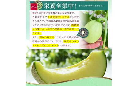 【先行予約】メロン 2玉入り（1玉約1.4kg〜1.8kg）青肉 〈2027年6月中旬〜7月中旬頃発送〉メロン めろん マスクメロン 舐瓜 果物 くだもの フルーツ デザート 旬 ハウス栽培【株式会社とさもん】[BQAE027]