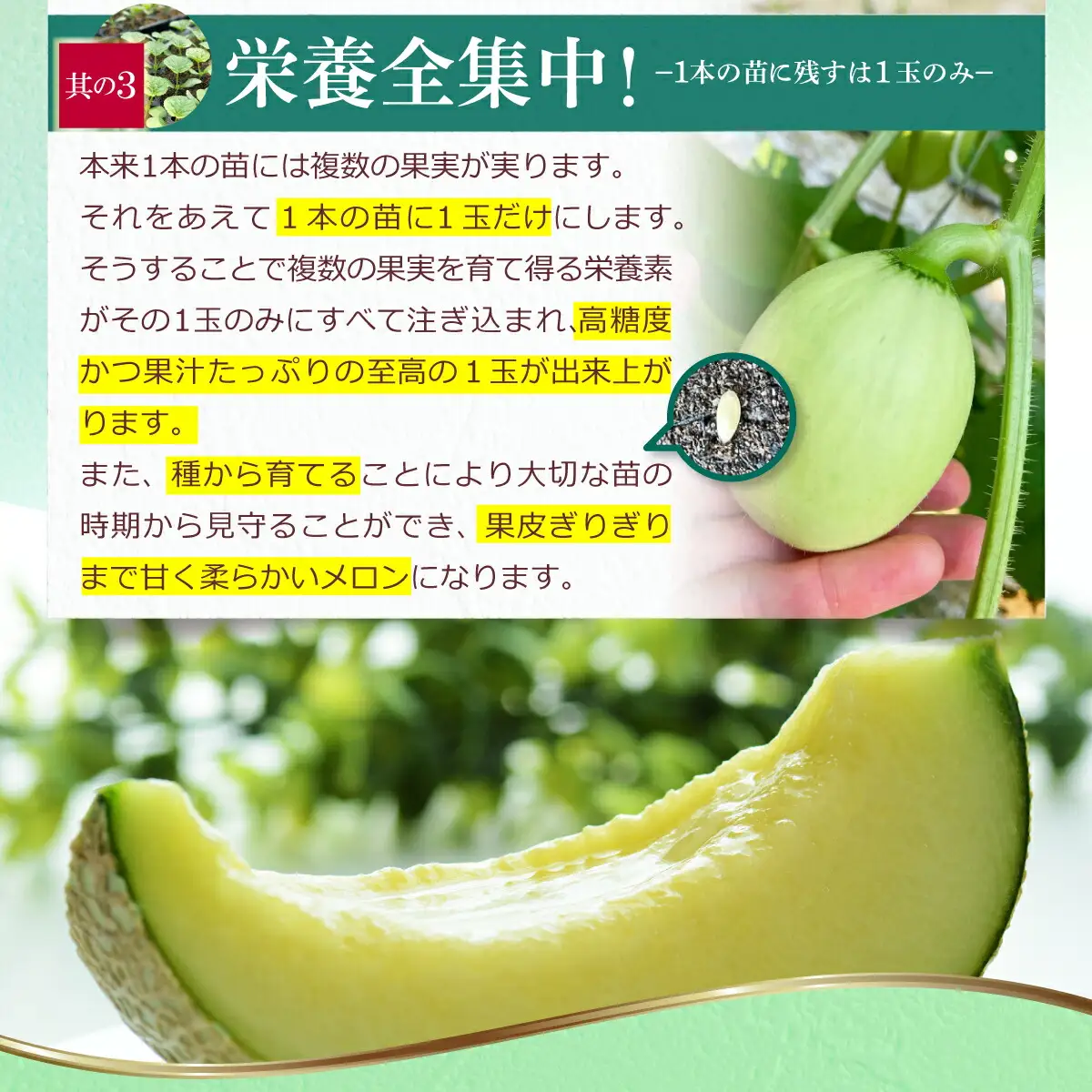 【先行予約】メロン 1玉入（約1.4kg〜1.8kg）青肉 〈2027年6月中旬〜7月中旬頃発送〉 メロン めろん マスクメロン 舐瓜 果物 くだもの フルーツ デザート 旬 ハウス栽培【株式会社とさもん】[BQAE026]