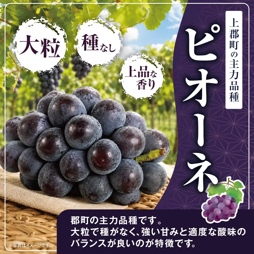 【先行予約】上郡町 船坂ぶどう 特選ピオーネ ( 種なし ) 2kg | フルーツ ぶどう ピオーネ 特選 果物 くだもの 兵庫県 上郡町【発送は2026年9月1日〜2026年9月15日頃予定】