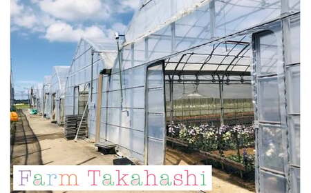 ファームたかはし トルコキキョウ 6本｜花 フラワー アレンジメント 大輪 長持ち 桔梗 はな お届け インテリア 飾り プレゼント お祝い [0419ch]