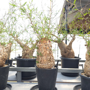 オペルクリカリア・パキプス「塊根植物の王様」(発根管理済) Z3｜観葉植物 コーデックス [0589]
