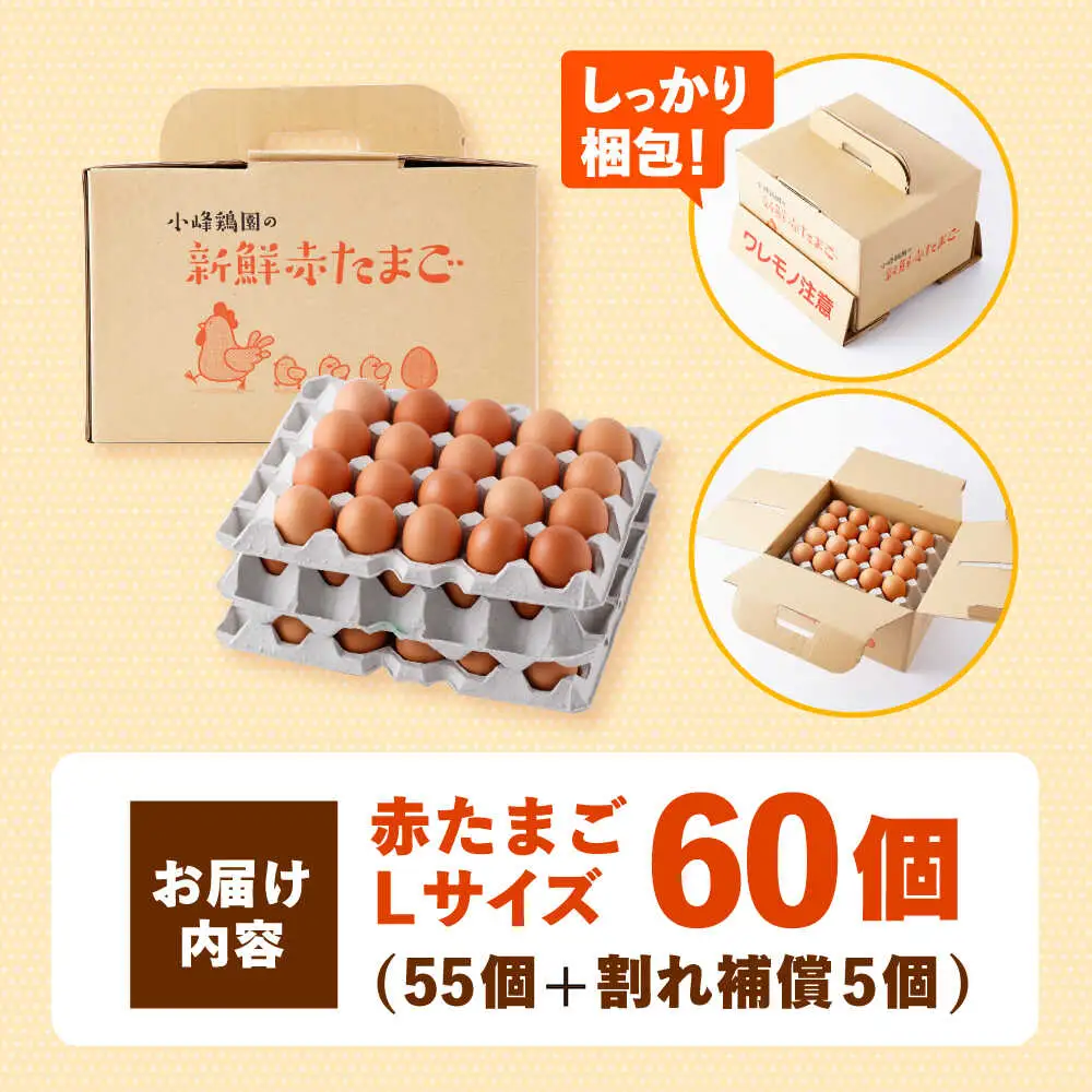 〈数量限定〉【朝採れ直送】小峰鶏園 赤たまご Lサイズ 60個 / 卵 玉子 たまご 卵焼き 玉子焼き 生卵 鶏卵 卵かけごはん / 諫早市 / 小峰鶏園 [AHFB001]