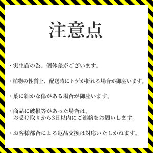 アガベ・チタノタ 「三叉戟（トライデント）」 3.5号鉢 数量限定 四国ガーデン 人気 多肉植物 インテリア 観葉植物 グリーン リラックス ｜B445