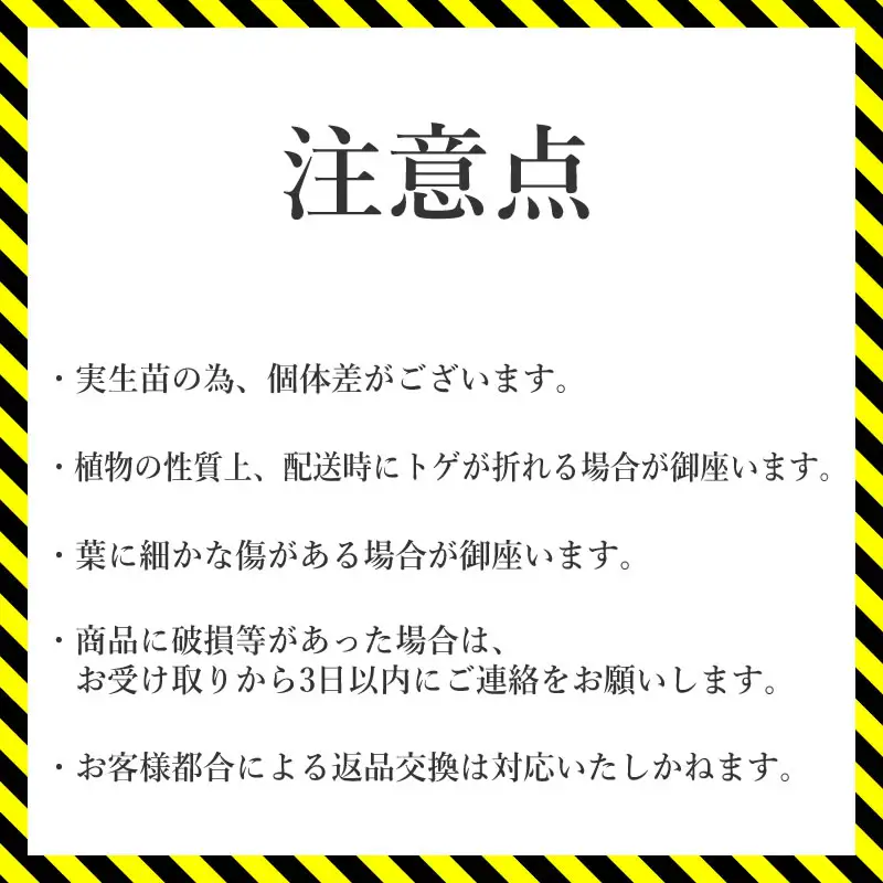 アガベ・チタノタ 「南アフリカダイヤモンド」 3.5号鉢 数量限定 四国ガーデン 人気 多肉植物  四国ガーデン 人気 観葉植物 グリーン リラックス ｜D49