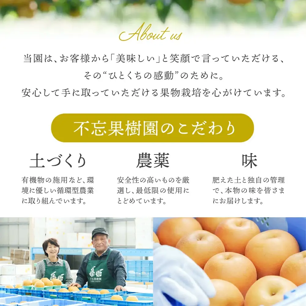 【先行予約】【訳あり】日本梨（甘太）3kg（大玉6～10玉入り） 蔵王産　【04301-0454】