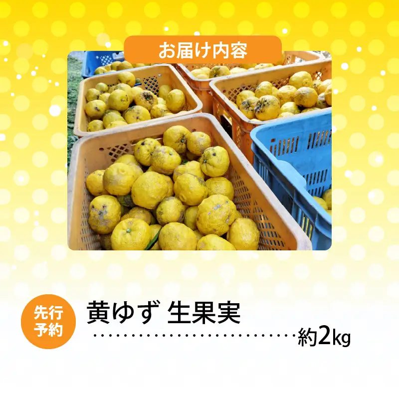 訳あり 黄ゆず 生果実 約2kg_MM0107