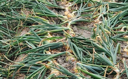 淡路島玉葱　10kg　◆配送５月中旬～翌年２月末頃