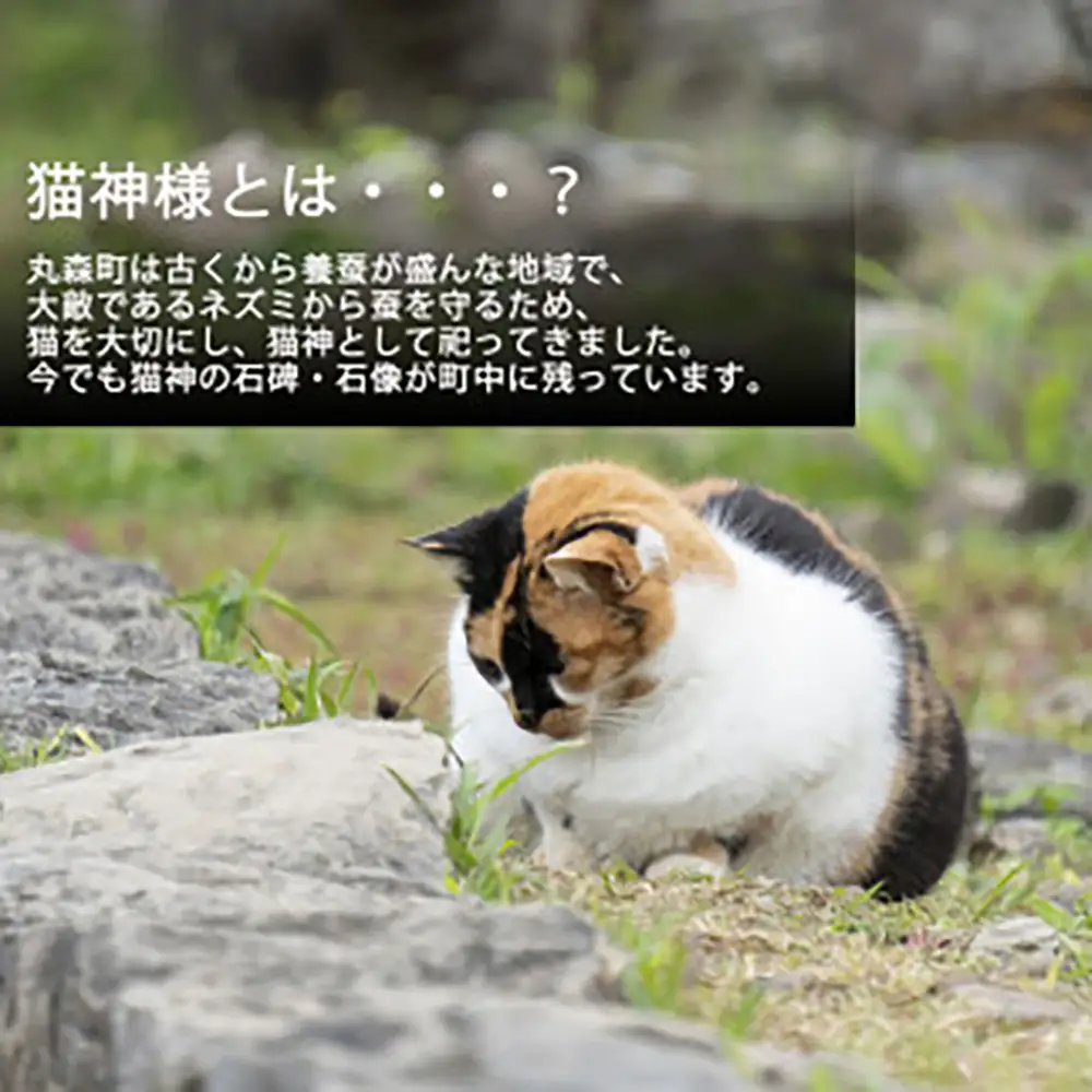 ねこの形がかわいい！猫神様のケーキ缶 6缶セット（3種×2缶）フローズンケーキ【0610501】