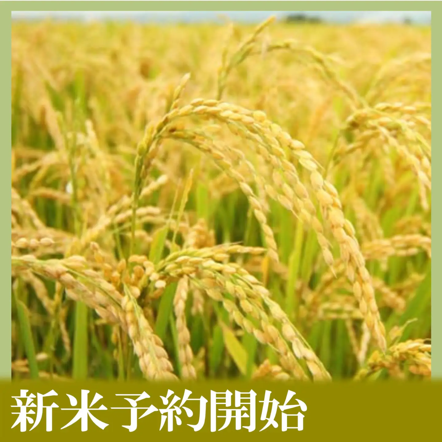 【令和8年　新米予約】定期便12ヶ月【無洗米】10kg南魚沼しおざわ産コシヒカリ｜無洗米【2026年10月上旬から1ヶ月以内に順次発送予定】【2026年10月上旬から1ヶ月以内に順次発送予定】