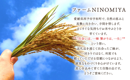 ＜シャインマスカット 約2kg＞ 果物 くだもの フルーツ ぶどう 葡萄 ブドウ シャインマスカット しゃいんますかっと 4～5房 大粒 糖度 極上 種なし 甘い 皮ごと 特産品 ファームNINOMIYA 愛媛県 西予市【冷蔵】『2026年8月下旬～9月中旬迄に順次出荷予定』UFM0006