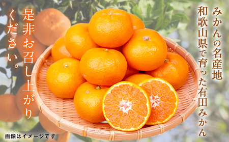 みかん 濃厚完熟温州みかん 約5kg