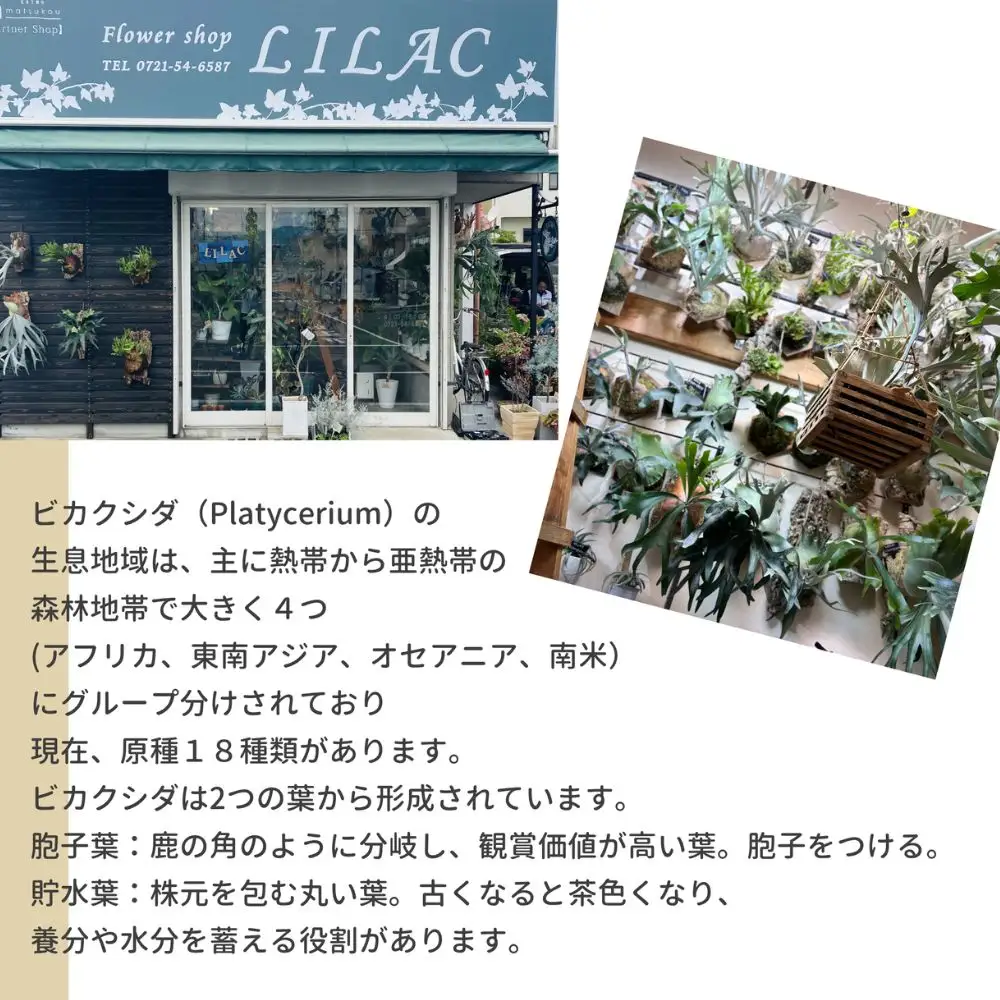 ビカクシダ(コウモリラン)ホワイトホーク P. willinckii white hawk spore