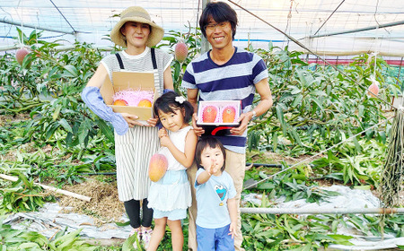 熊本県産 完熟マンゴー（化粧箱入）約2kg前後 3?6玉入 【2026年7月上旬～8月下旬迄順次発送予定】