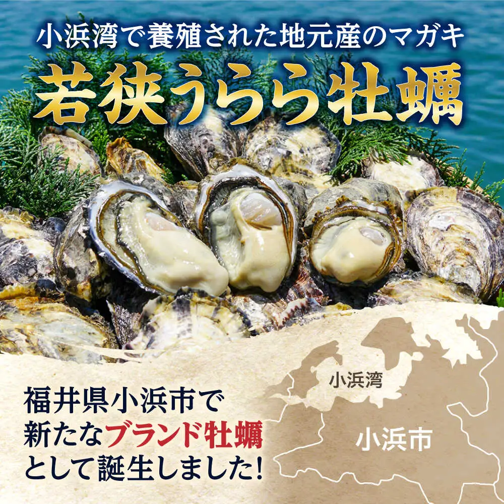 若狭うらら牡蠣 ハーフシェル 8個 生食可 / かき カキ 海鮮 小浜市 / 小浜海産物 【配送不可地域：北海道・沖縄・離島】[BFAA099]