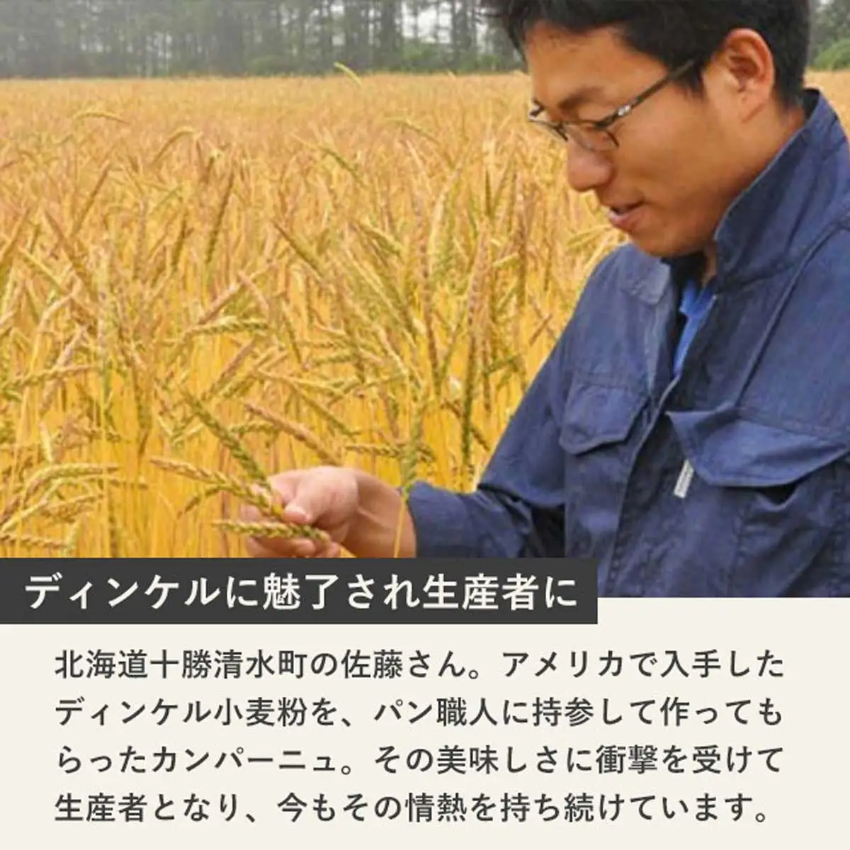 【毎月定期便】北海道産 小麦粉 スペルト小麦全粒粉 ディンケルスター 2.5kg 全4回 MROBI018
