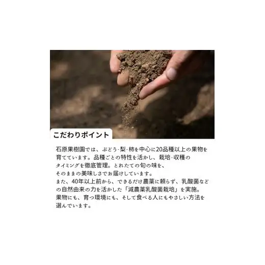 備前乙女梨 3kg箱 赤秀 5～6玉入り 【先行予約 2026年11月中旬から順次発送】