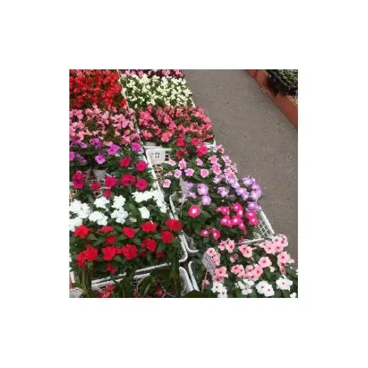 季節の花苗おまかせセット