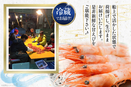 【期間限定発送】 甘エビ 冷蔵 800g
