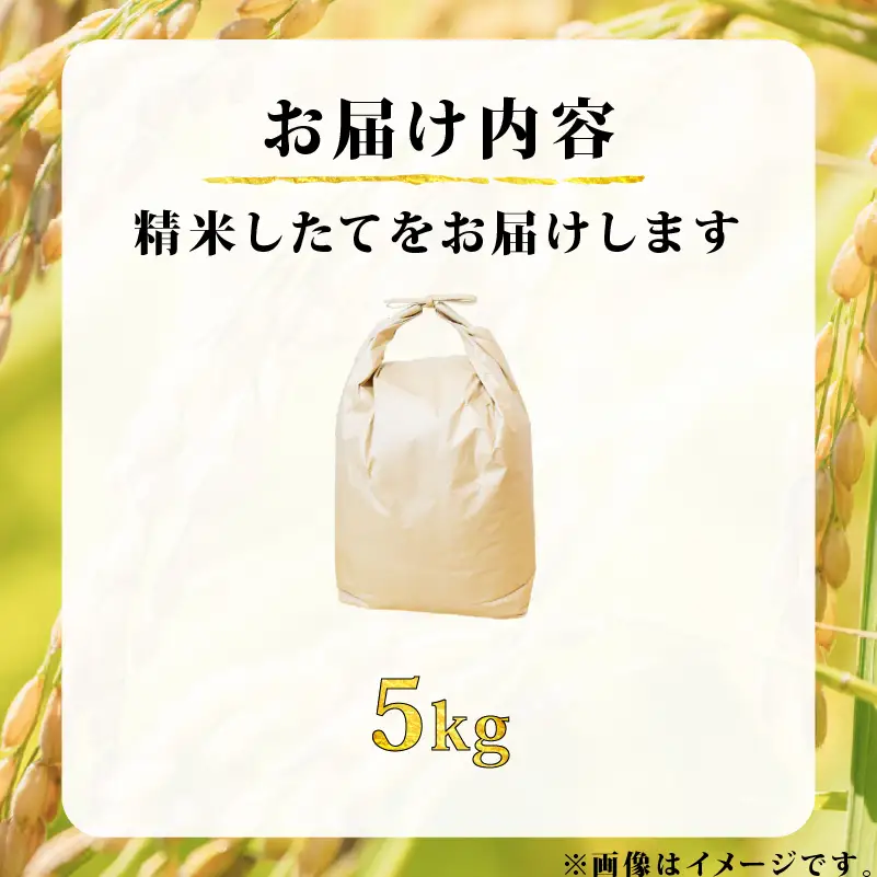【新米】令和8年産 ヒノヒカリ 5kg 新米 京都府 井手町
