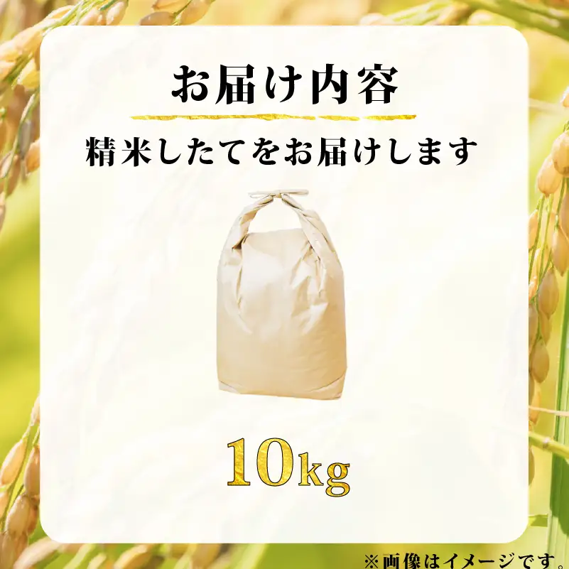 新米 令和8年産 ヒノヒカリ 10kg 米