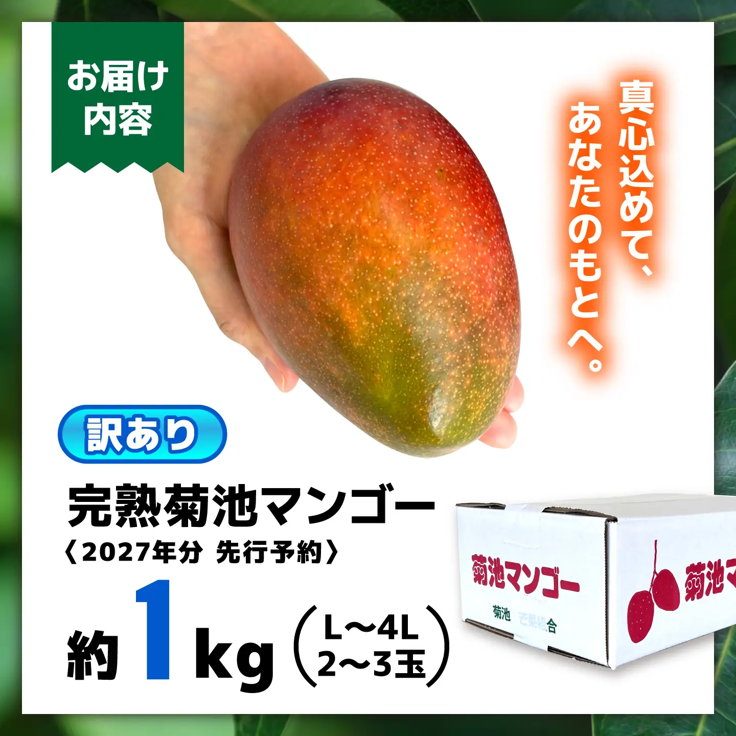 【2027年6月上旬から順次発送】友枝マンゴー農園の完熟訳ありマンゴー約1kg AYDF001