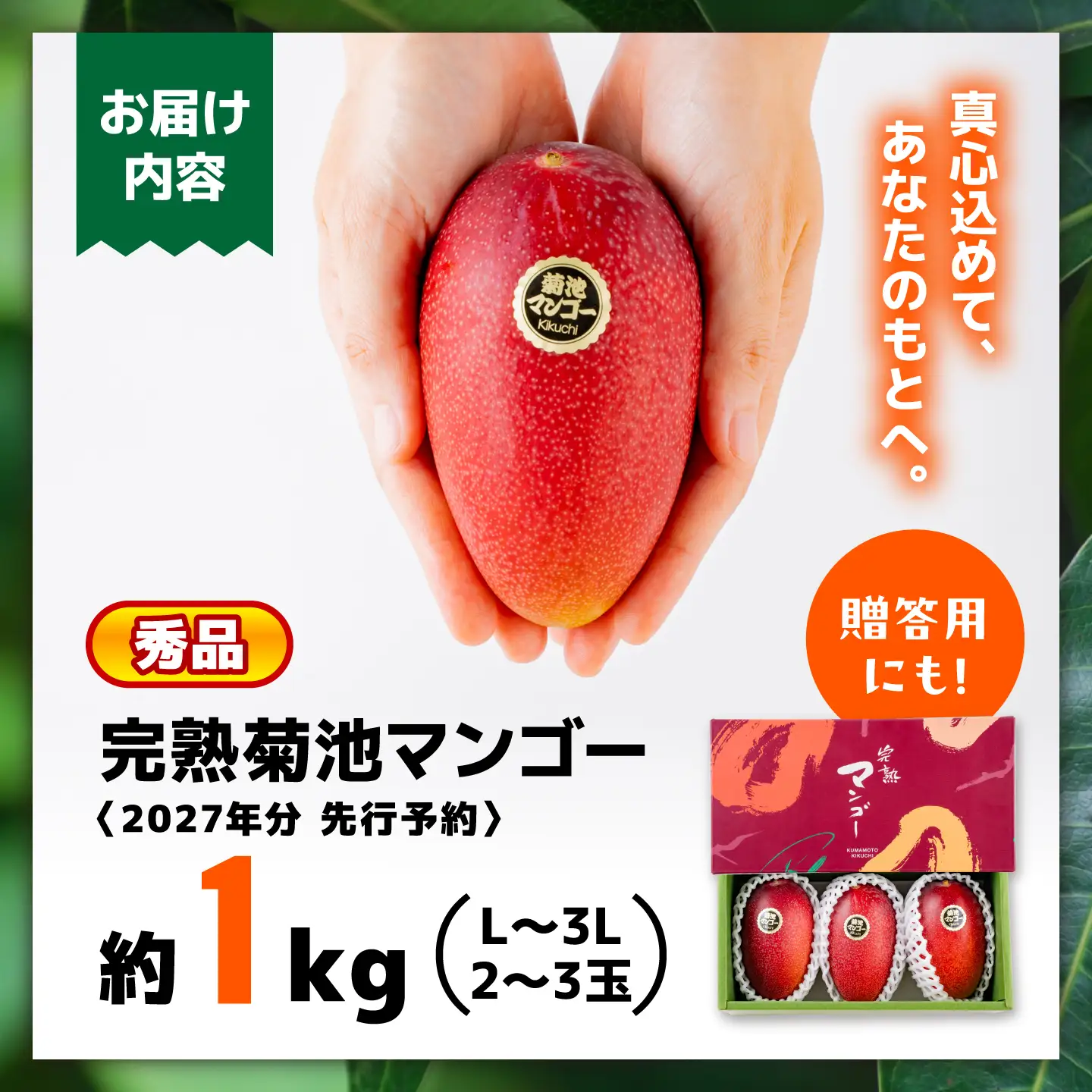 【2027年6月上旬から順次発送】より発送 菊池マンゴー約1kg マンゴー AYDF003