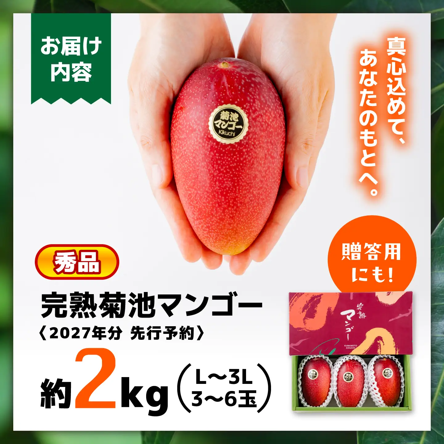 【2027年6月上旬から順次発送】秀品 菊池マンゴー約2kg 友枝マンゴー農園[AYDF004]