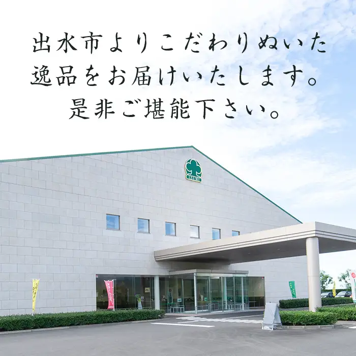 i1137-B グァバ茶PET(神秘也)500ml×30本 お茶 茶 国産 グァバ葉 ノンカフェイン ポリフェノール 血糖値 コレステロール ペットボトル 【出水酒造 izumi-syuzou】
