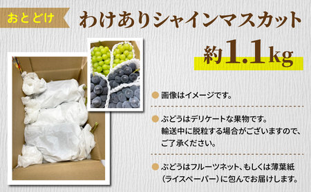 【先行受付2026年発送】わけありシャインマスカット約1.1kg（2～3房）｜清水農園 ※2026年9月上旬以降順次発送予定※月曜日、金曜日の発送はお休み
