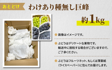 【先行受付2026年発送】わけあり種無し巨峰約1kg（2～3房）｜清水農園　※2026年9月上旬以降発送予定※月曜日、金曜日の発送はお休み 