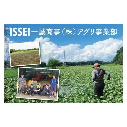さつまいも あまはづき 5kg 甘藷 先行予約 甘い さつま芋 サツマイモ 薩摩芋 生芋 ねっとり 茨城県産 茨城県 阿見町【2026年12月上旬より順次発送予定】(90-02)