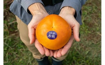 【特選★糖度18度以上】大磯の大玉柿『太秋』3個入り（約1kg）〈出荷時期:2026年10月中旬～2026年11月中旬〉【 神奈川県 大磯町 】