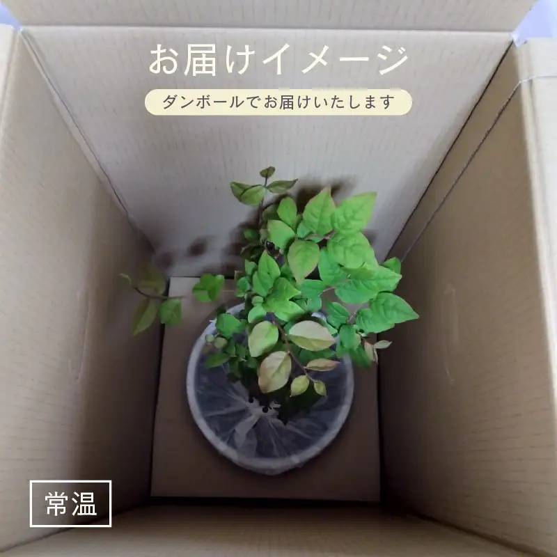 【先行予約】ナツハゼ苗木（鉢物）鉢底から約30～55cm 【2027年4月中旬以降順次発送予定】 [m47-a027]