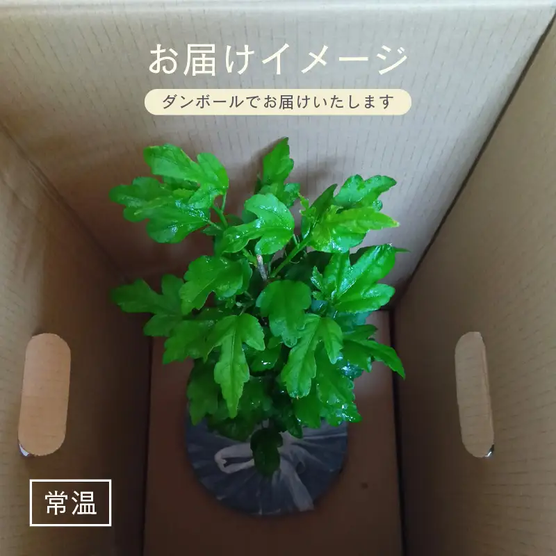 【先行予約】ムクゲ苗木 (鉢物) 鉢底から約30～55cm 【2027年4月下旬以降順次発送予定】【 むくげ お花 フラワー 苗 観葉植物  園芸】 [m47-a019]