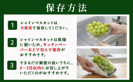 茨城県常総市産 シャインマスカット 約2.4kg｜ぶどう ブドウ 葡萄 果物 フルーツ 贈り物 ※2026年8月中旬～9月中旬頃に順次発送予定