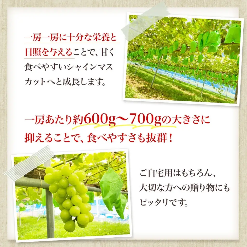 【先行予約】 シャインマスカット 2房計1.4kg～1.6kg《贈答用/熨斗なし化粧箱》