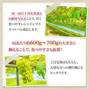 【先行予約】 [訳あり]  シャインマスカット 2房 計1kg～1.2kg