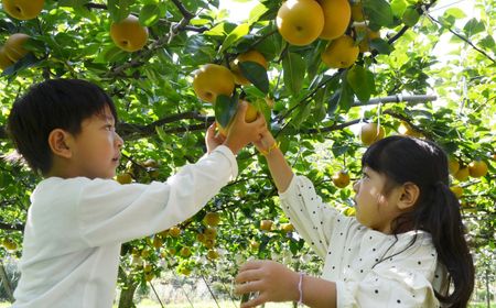 【先行予約】 川渕果樹園 八達梨 約2kg 家庭用 〈2025年10月?発送〉 / 梨 なし ナシ 果物 フルーツ デザート 秋 甘い ジューシー 【株式会社Dorago】[ATAM060]