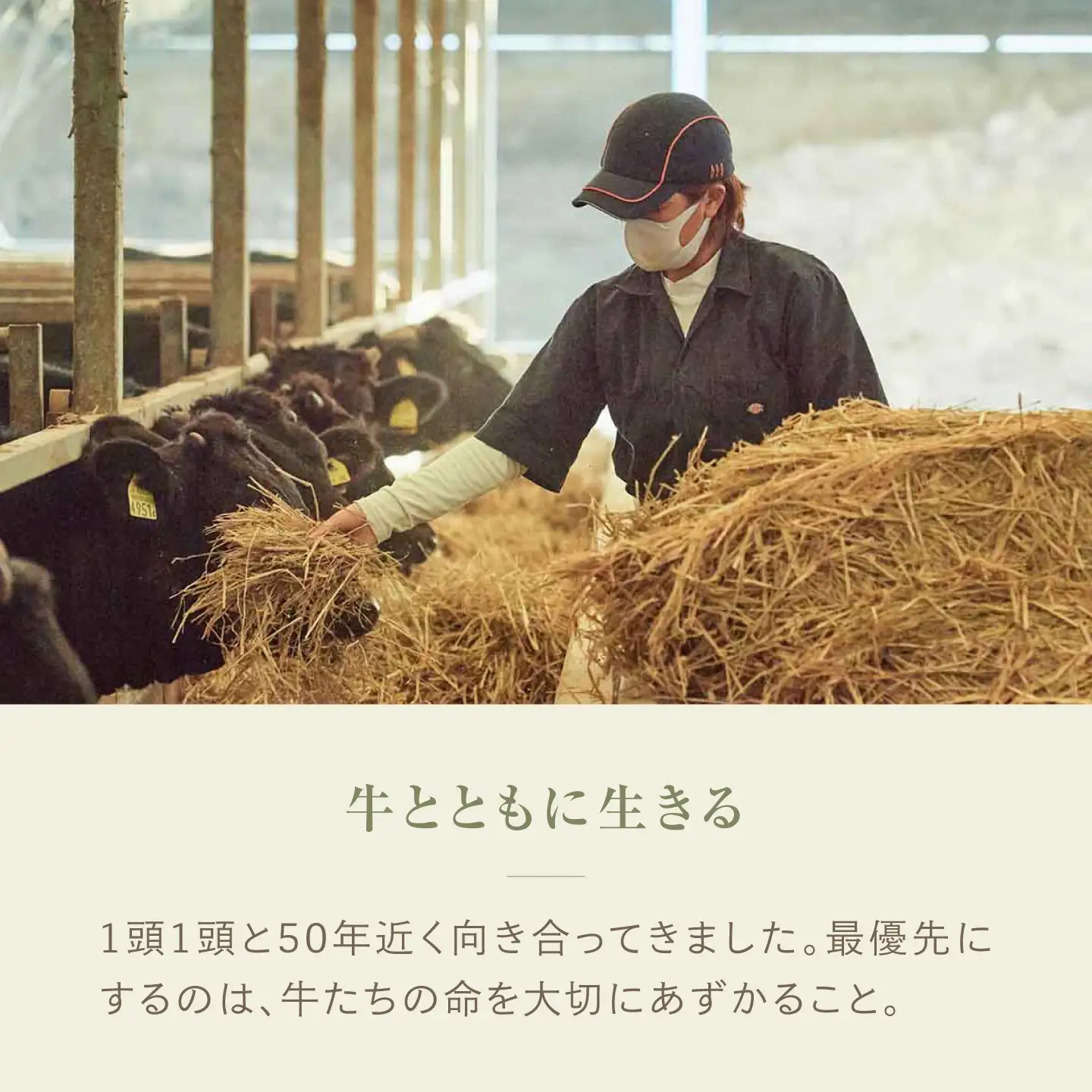 【全6回定期便】佐賀牛一頭フルコース定期便 [41ASAA309]