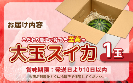 大玉スイカ 1玉【2027年7月中旬以降発送】スイカ 西瓜 すいか [A-21216]