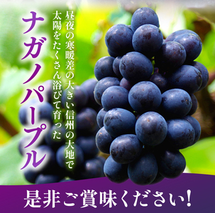 【先行受付】 信州産 ナガノパープル 2房（約1kg）