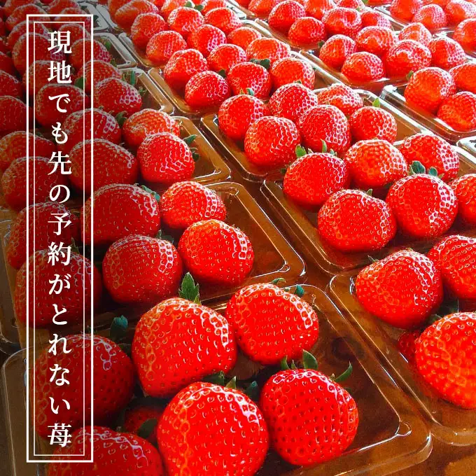 いちご 空浮いちご 8パック 姫路産 ハウス育ち いちご
