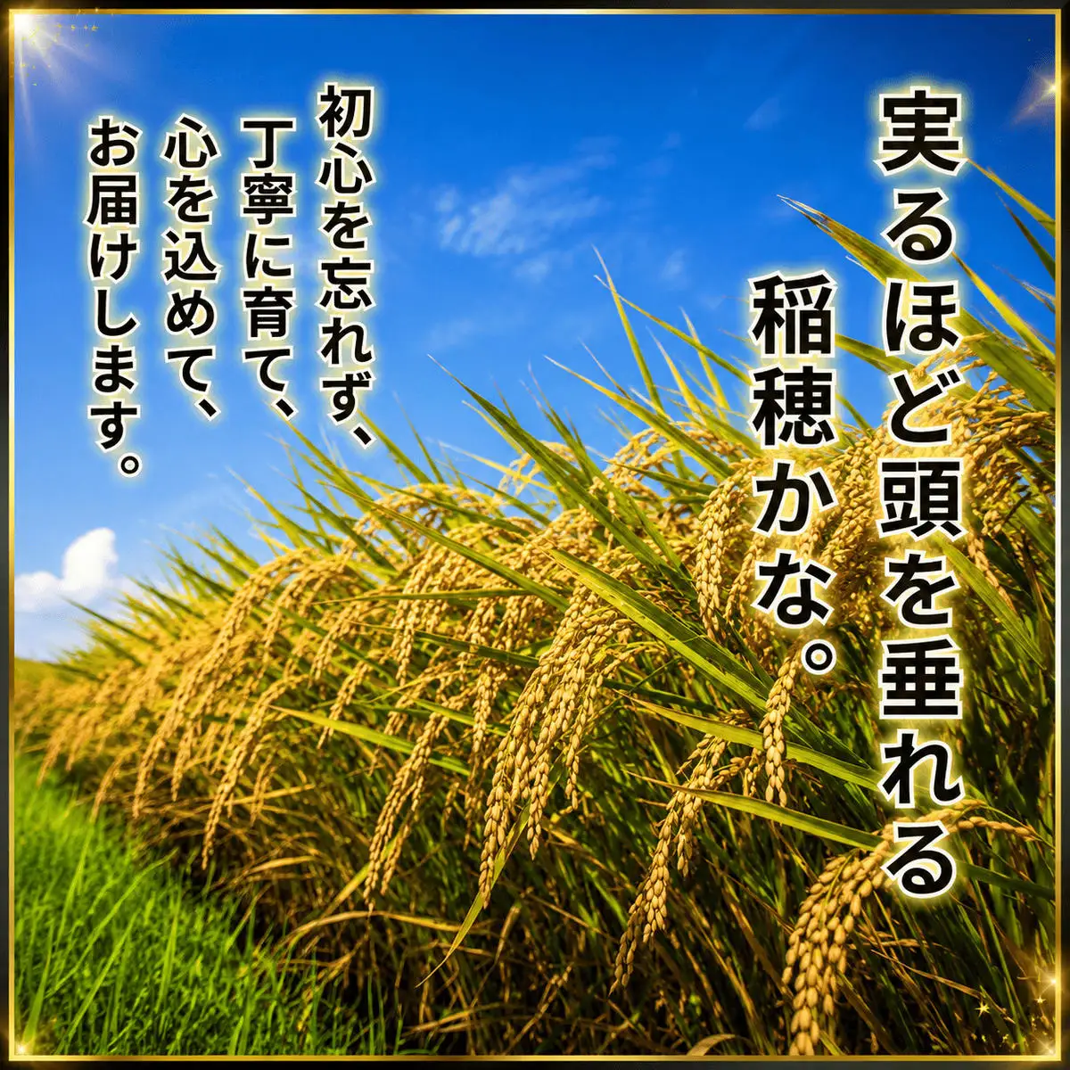 令和8年産 新米 キヌヒカリ 5kg (玄米) 明田のお米 玄米 お米 新米 令和8年産