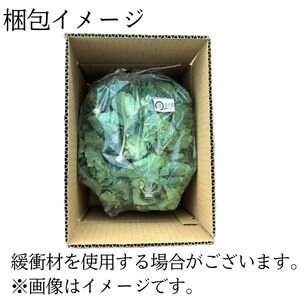 【 先行予約 2026年 12月中旬 発送】 岩手県産 プチヴェール 600g 【淺利園】