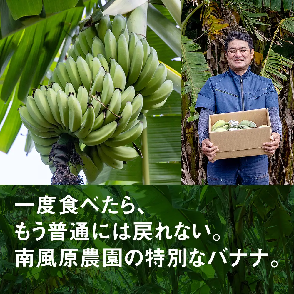 南風原農園　アップルバナナ　2.5kg以上